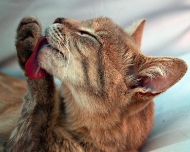 Dierenbeul vermoordt 200 katten in Zuid-Frankrijk
